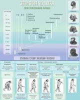 Стенд "Эволюция человека" (вариант 1) - «globural.ru» - Тюмень