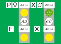 Модель-аппликация Дигибридное скрещивание. Законы Менделя. (набор из 84 карт) - «globural.ru» - Тюмень