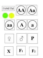 Модель-аппликация Моногибридное скрещивание и его цитологические основы - «globural.ru» - Тюмень