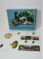 Коллекция "Раковины моллюсков" (вариант 2) - «globural.ru» - Тюмень