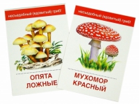 Раздаточные карточки "Грибы съедобные и не съедобные" - «globural.ru» - Тюмень