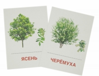 Раздаточные карточки "Деревья и кустарники" - «globural.ru» - Тюмень