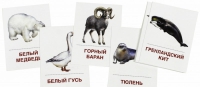 Раздаточные карточки "Животные холодных широт" - «globural.ru» - Тюмень