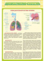 Стенд "Дыхательная система" - «globural.ru» - Тюмень
