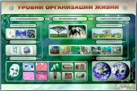 Электрифицированный стенд "Уровни организации жизни" - «globural.ru» - Тюмень