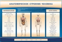 Электрифицированный стенд-тренажер c макетом скелета "Анатомическое строение человека" - «globural.ru» - Тюмень