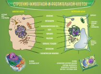 Стенд "Строение животной и растительной клеток" - «globural.ru» - Тюмень