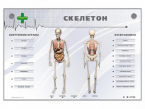 Электрифицированный стенд-тренажер "Скелетон" - «globural.ru» - Тюмень