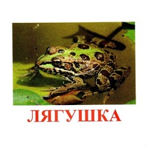 Карточки Домана "Амфибии и рептилии" - «globural.ru» - Тюмень