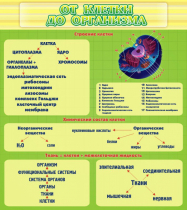 Стенд "От клетки до организма" - «globural.ru» - Тюмень
