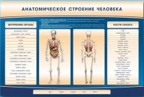 Электрифицированный стенд-тренажер c макетом скелета "Анатомическое строение человека" - «globural.ru» - Тюмень