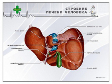 Стенд "Строение печени человека" - «globural.ru» - Тюмень