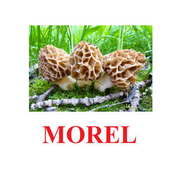 "Mushrooms" ("Грибы") английские карточки Домана - «globural.ru» - Тюмень