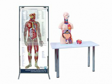 Интерактивный учебный комплекс "Анатомический атлас 3D" - «globural.ru» - Тюмень