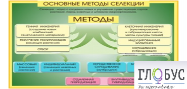 Стенд "Методы селекции и биотехнологии" - «globural.ru» - Тюмень