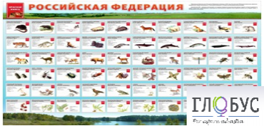 Стенд "Красная книга РФ" - «globural.ru» - Тюмень