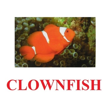 "Fish" ("Рыбы") английские карточки Домана - «globural.ru» - Тюмень